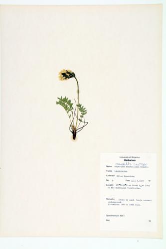Maydell's Oxytrope specimen